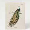 Stationery Cognitive Surplus | Peacock Greeting Card - Science Stationery | Cognitive Surplus