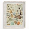 Wall Art Cognitive Surplus | Oology Bird'S Eggs Scientific Illustration Museum Print