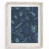 Wall Art Cognitive Surplus | Spiders Scientific Illustration Museum Print