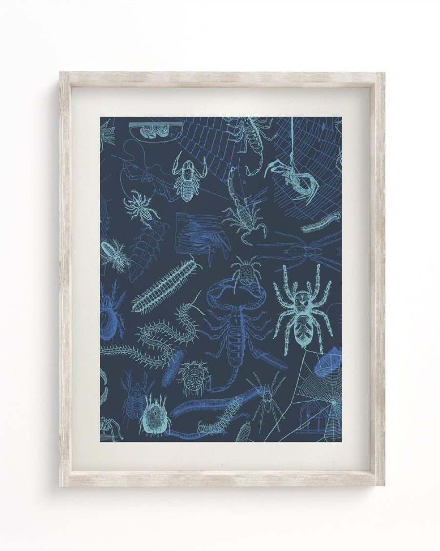 Wall Art Cognitive Surplus | Spiders Scientific Illustration Museum Print