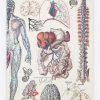 Notebooks Cognitive Surplus | Anatomy Lab Notebook