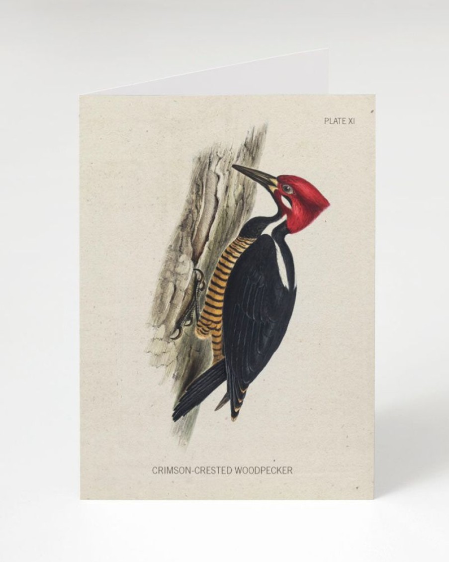 Stationery Cognitive Surplus | Woodpecker Greeting Card - Bird Stationery | Cognitive Surplus