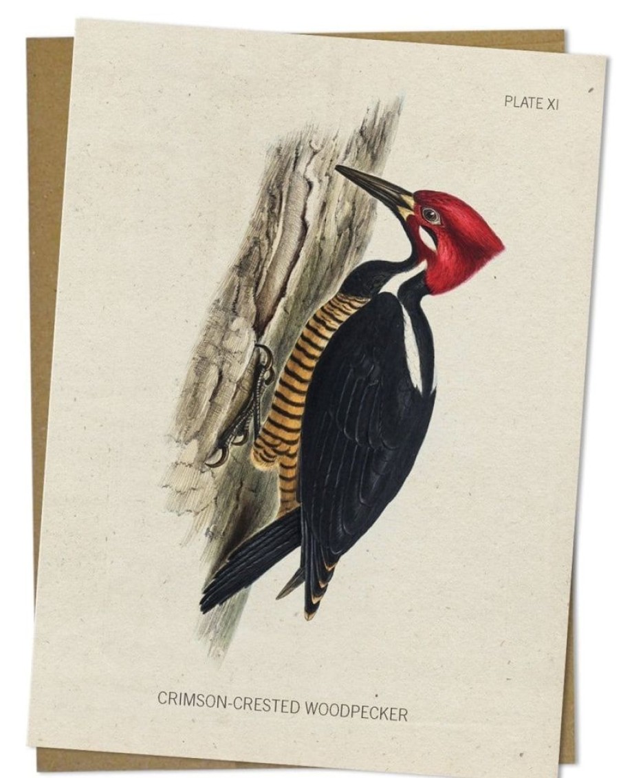 Stationery Cognitive Surplus | Woodpecker Greeting Card - Bird Stationery | Cognitive Surplus