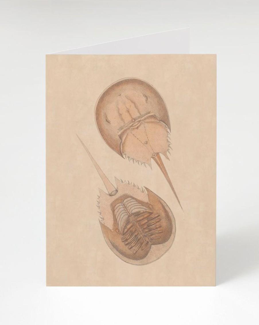 Stationery Cognitive Surplus | Horseshoe Crab Greeting Card - Marine Biology Card | Cognitive Surplus