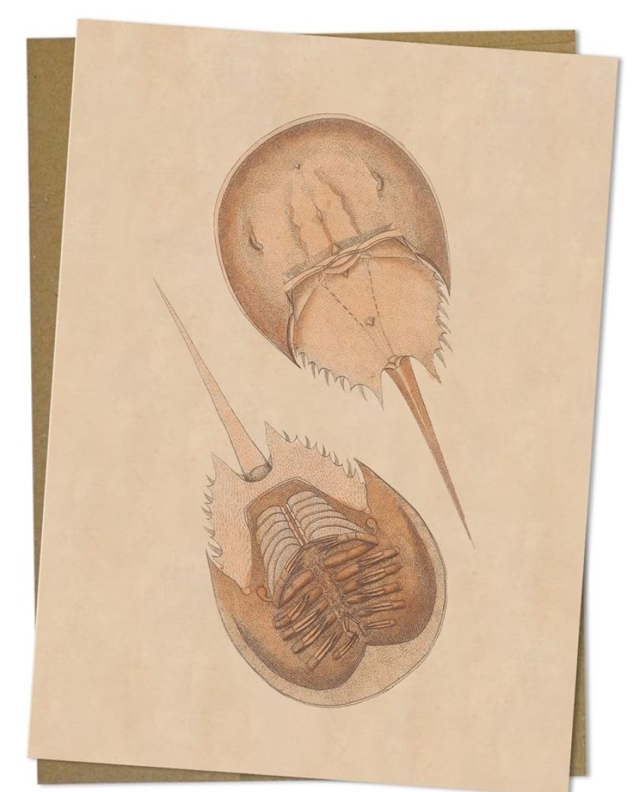 Stationery Cognitive Surplus | Horseshoe Crab Greeting Card - Marine Biology Card | Cognitive Surplus