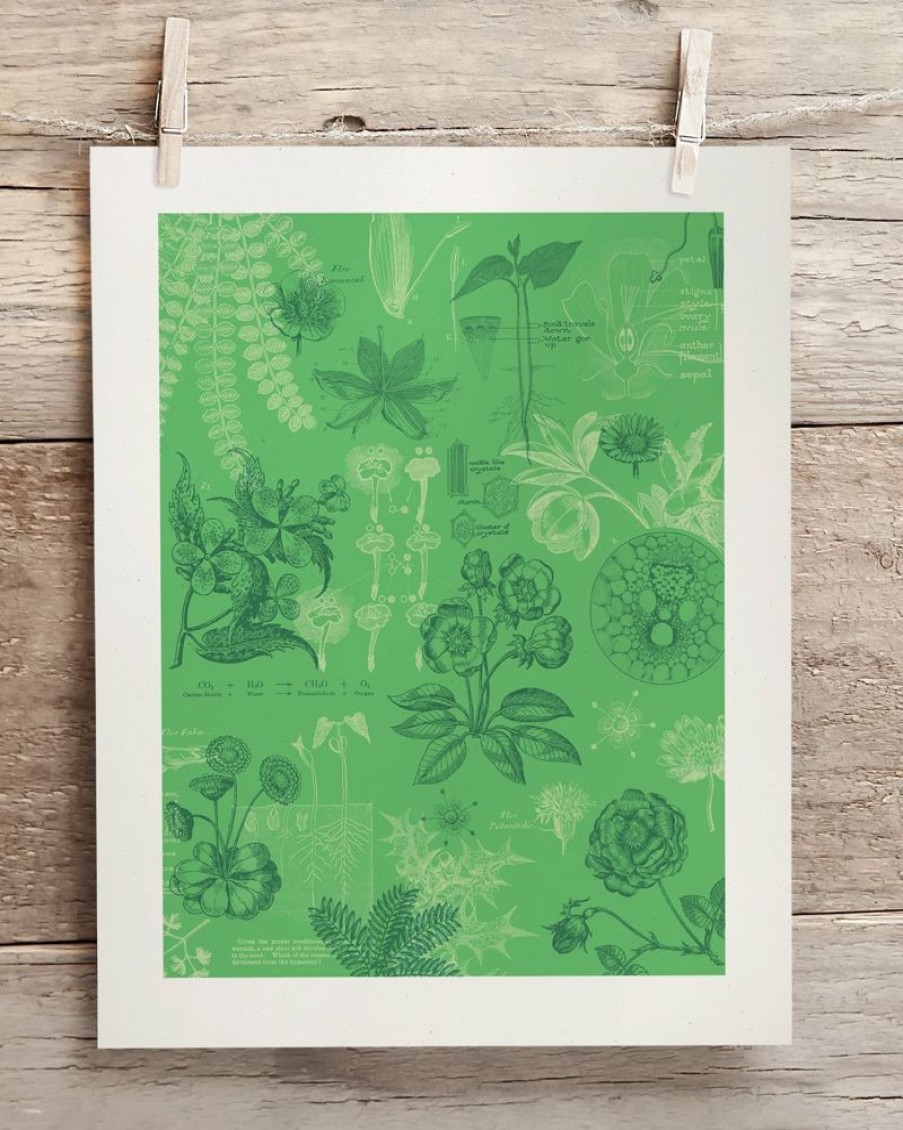 Wall Art Cognitive Surplus | Botany Museum Print | Biology Gift