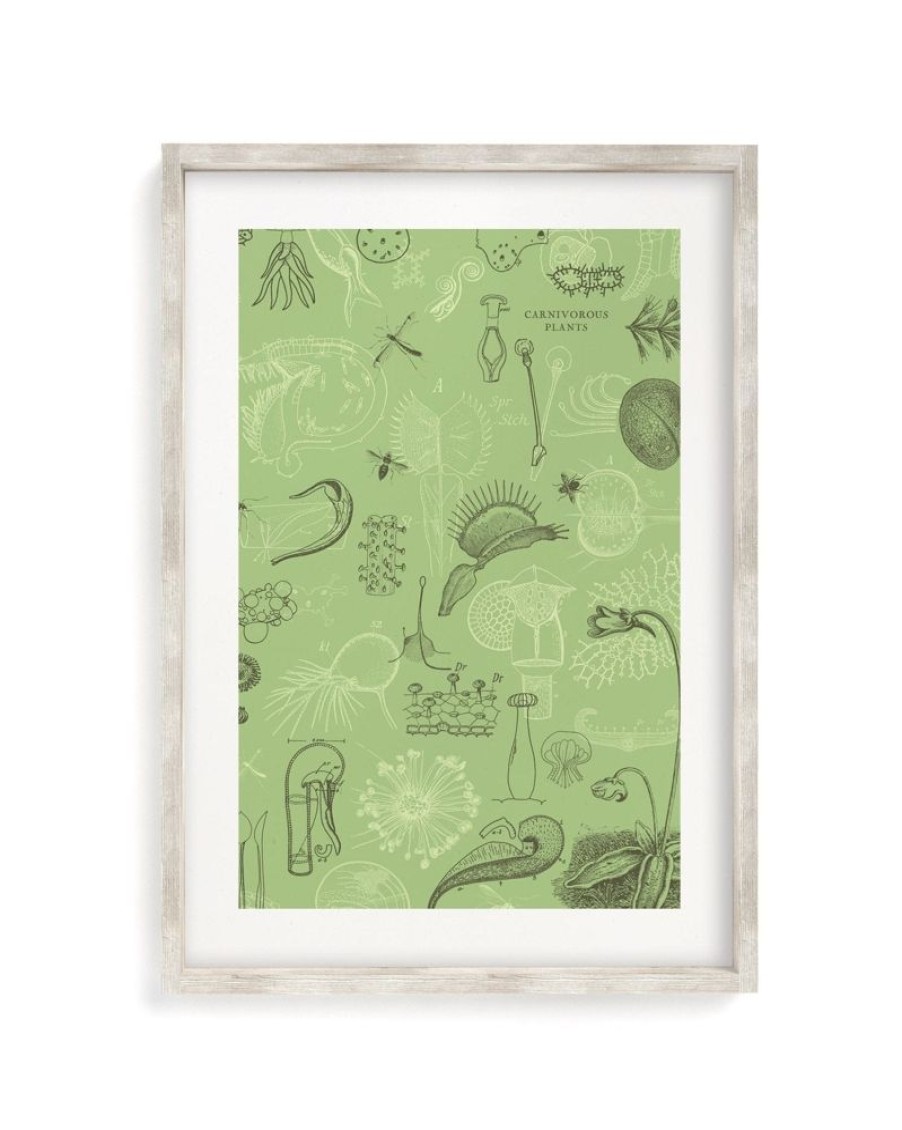 Wall Art Cognitive Surplus | Carnivorous Plants Scientific Illustration Museum Print