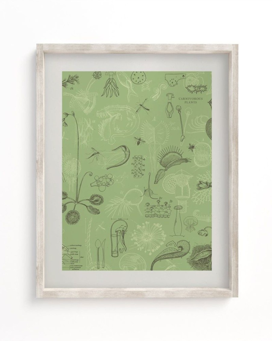 Wall Art Cognitive Surplus | Carnivorous Plants Scientific Illustration Museum Print