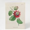 Stationery Cognitive Surplus | Passion Flower Greeting Card - Science Stationery | Cognitive Surplus