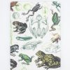 Notebooks Cognitive Surplus | Frogs & Toads Softcover Notebook - Lined