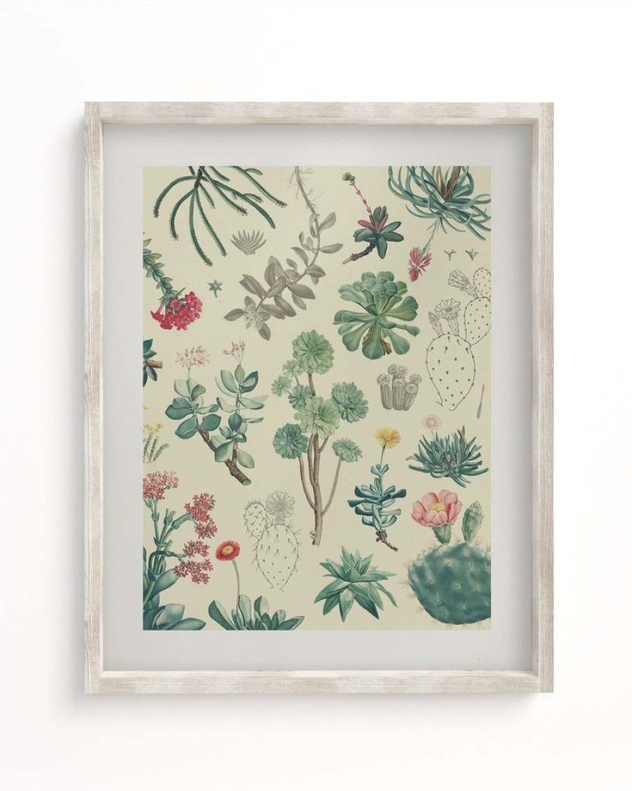 Wall Art Cognitive Surplus | Cactus Museum Print | Botany Print