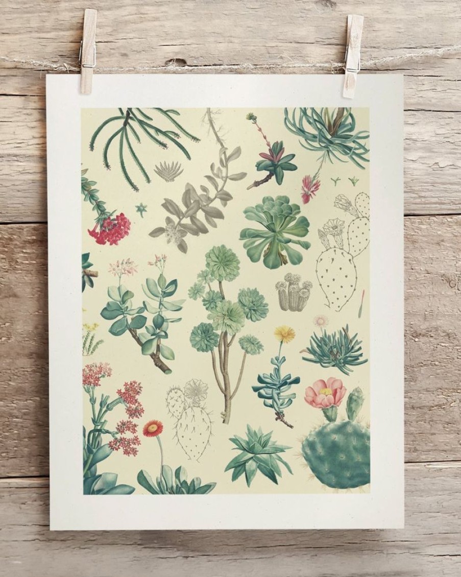 Wall Art Cognitive Surplus | Cactus Museum Print | Botany Print