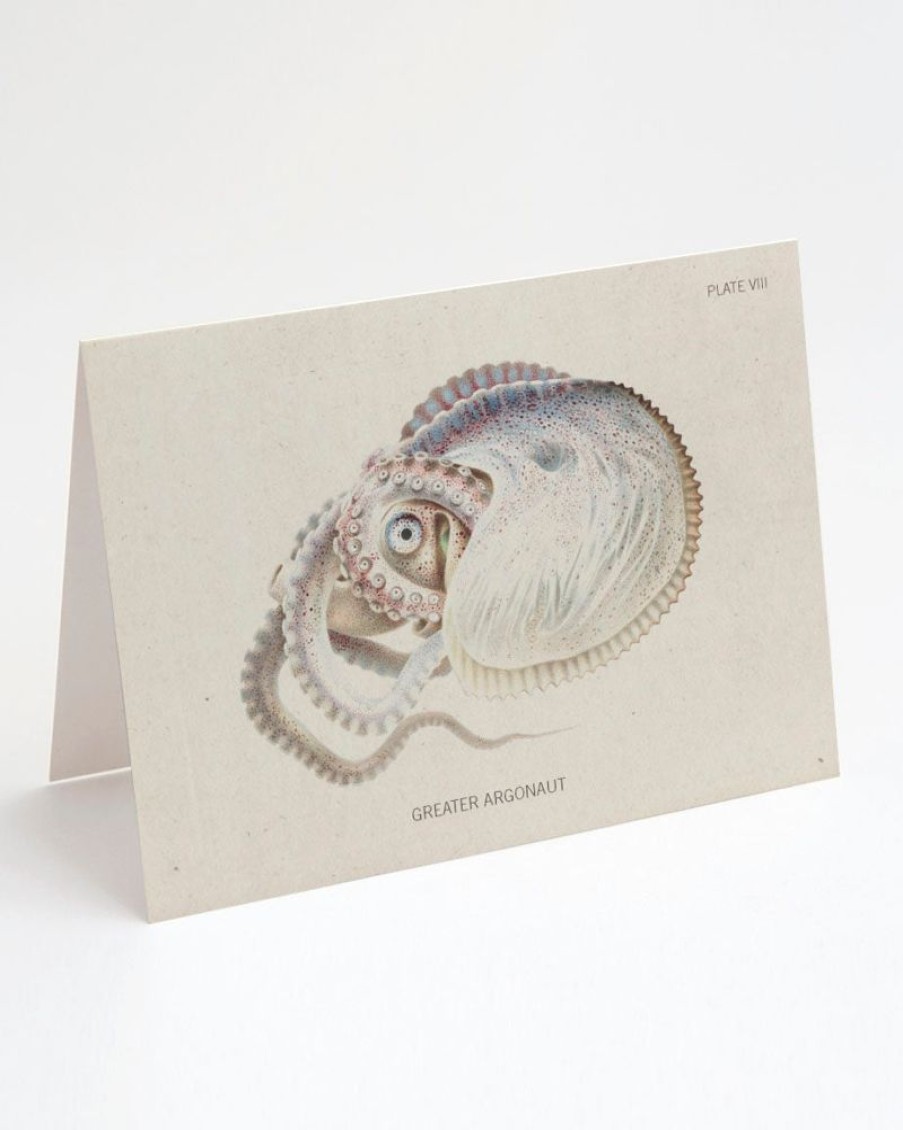 Stationery Cognitive Surplus | Octopus: Argonaut Greeting Card - Marine Biology Stationery | Cognitive Surplus