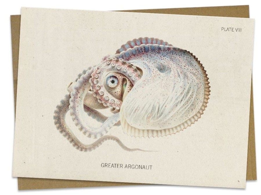 Stationery Cognitive Surplus | Octopus: Argonaut Greeting Card - Marine Biology Stationery | Cognitive Surplus