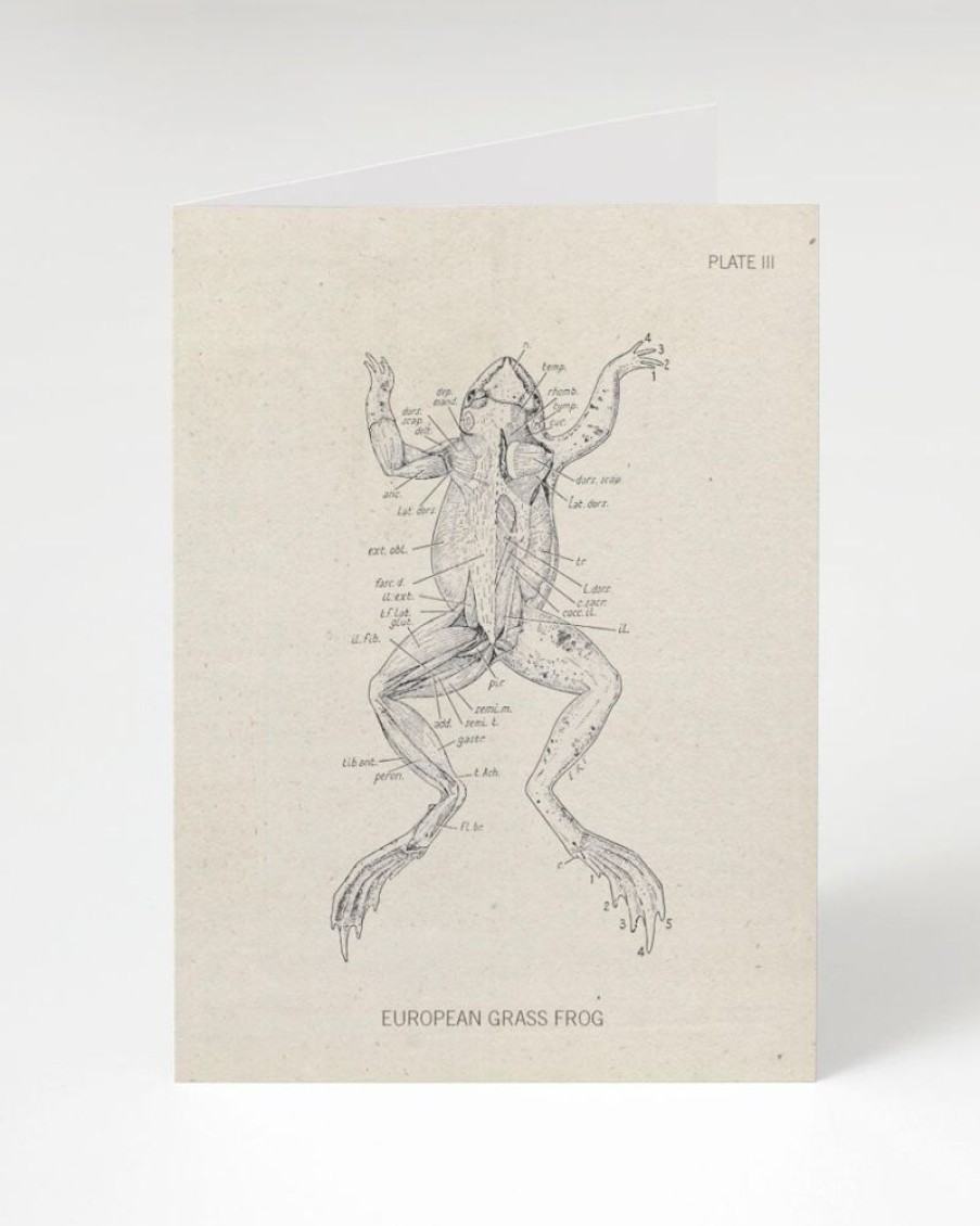 Stationery Cognitive Surplus | Frog Dissection Card - Biology Stationery | Cognitive Surplus