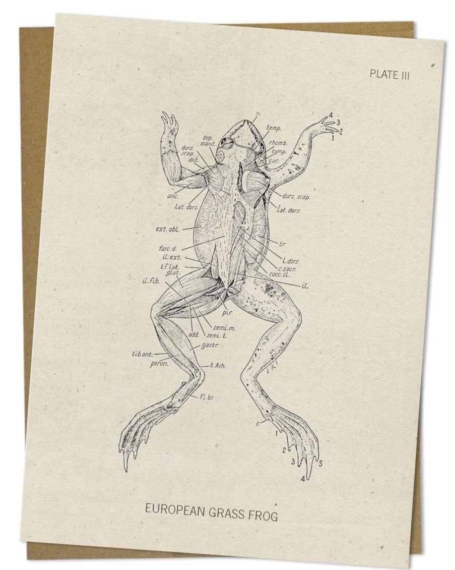 Stationery Cognitive Surplus | Frog Dissection Card - Biology Stationery | Cognitive Surplus