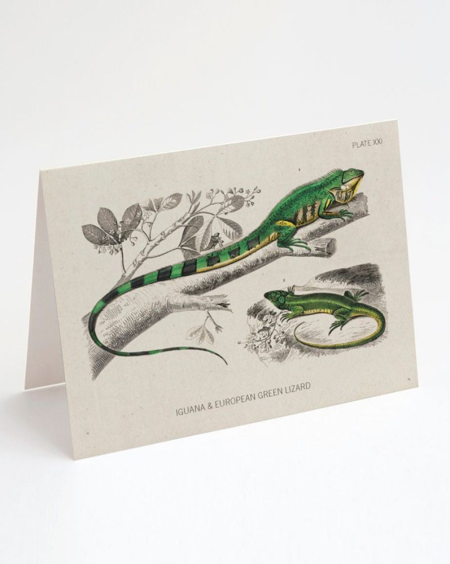 Stationery Cognitive Surplus | Lizard Greeting Card - Biology Stationery | Cognitive Surplus