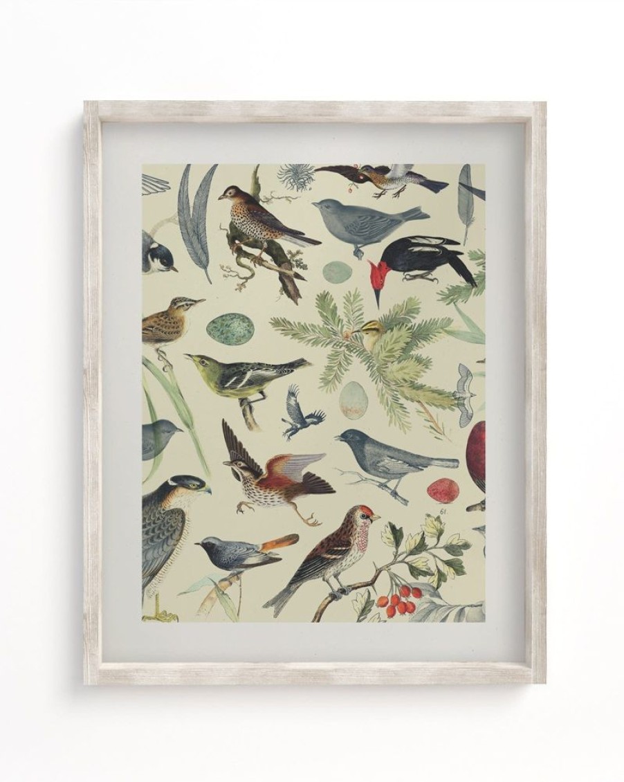 Wall Art Cognitive Surplus | Birds Scientific Illustration Art Print - Ornithology | Cognitive Surplus