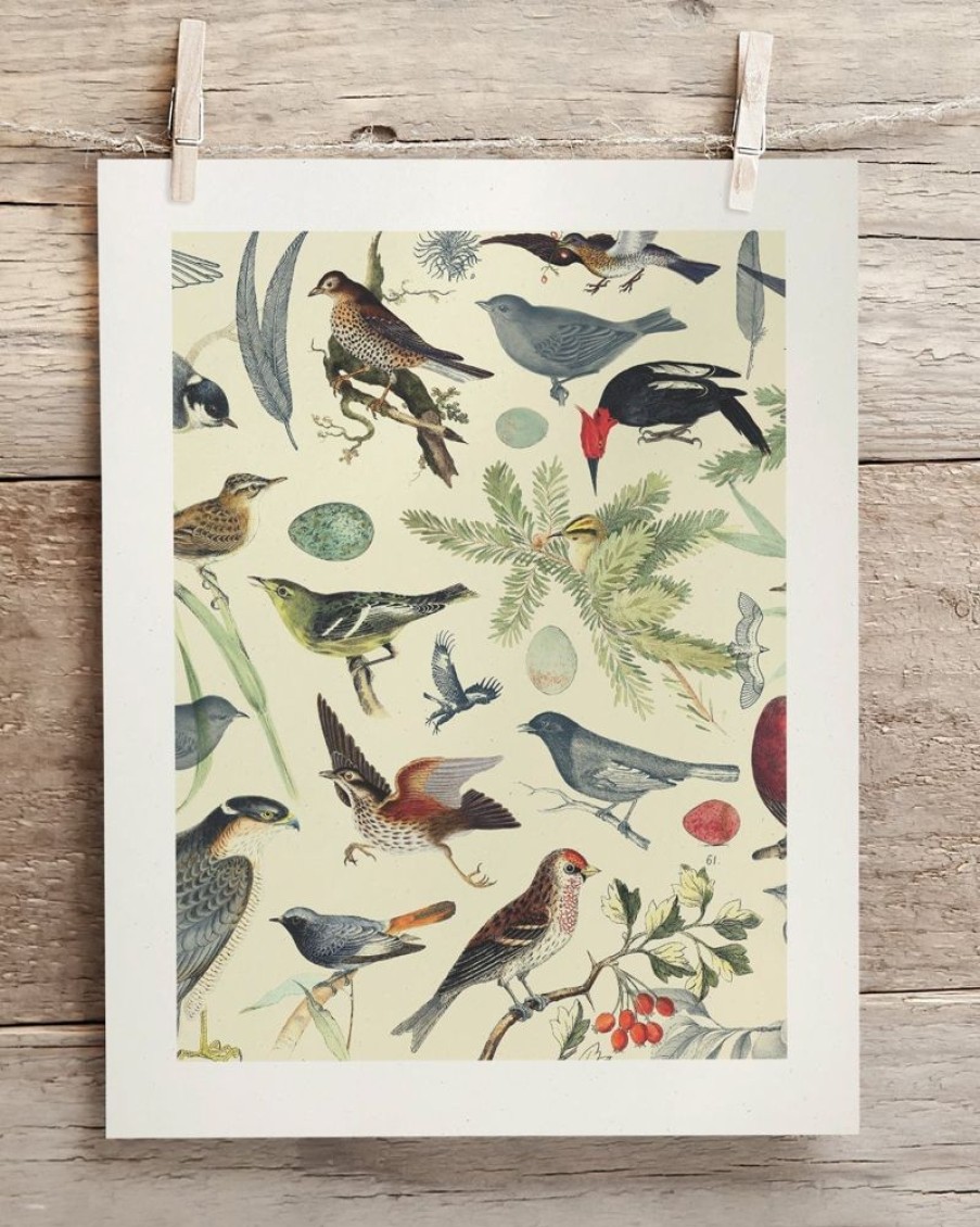 Wall Art Cognitive Surplus | Birds Scientific Illustration Art Print - Ornithology | Cognitive Surplus