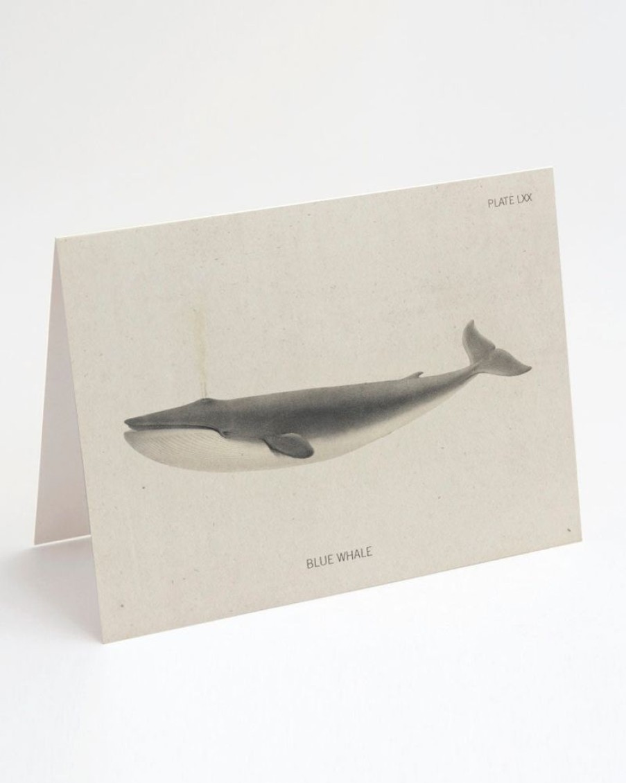 Stationery Cognitive Surplus | Blue Whale Card - Science Stationery | Cognitive Surplus