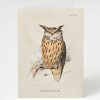 Stationery Cognitive Surplus | Eagle-Owl Bird Card - Science Stationery | Cognitive Surplus