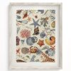 Wall Art Cognitive Surplus | Shallow Seas Scientific Illustration Museum Print