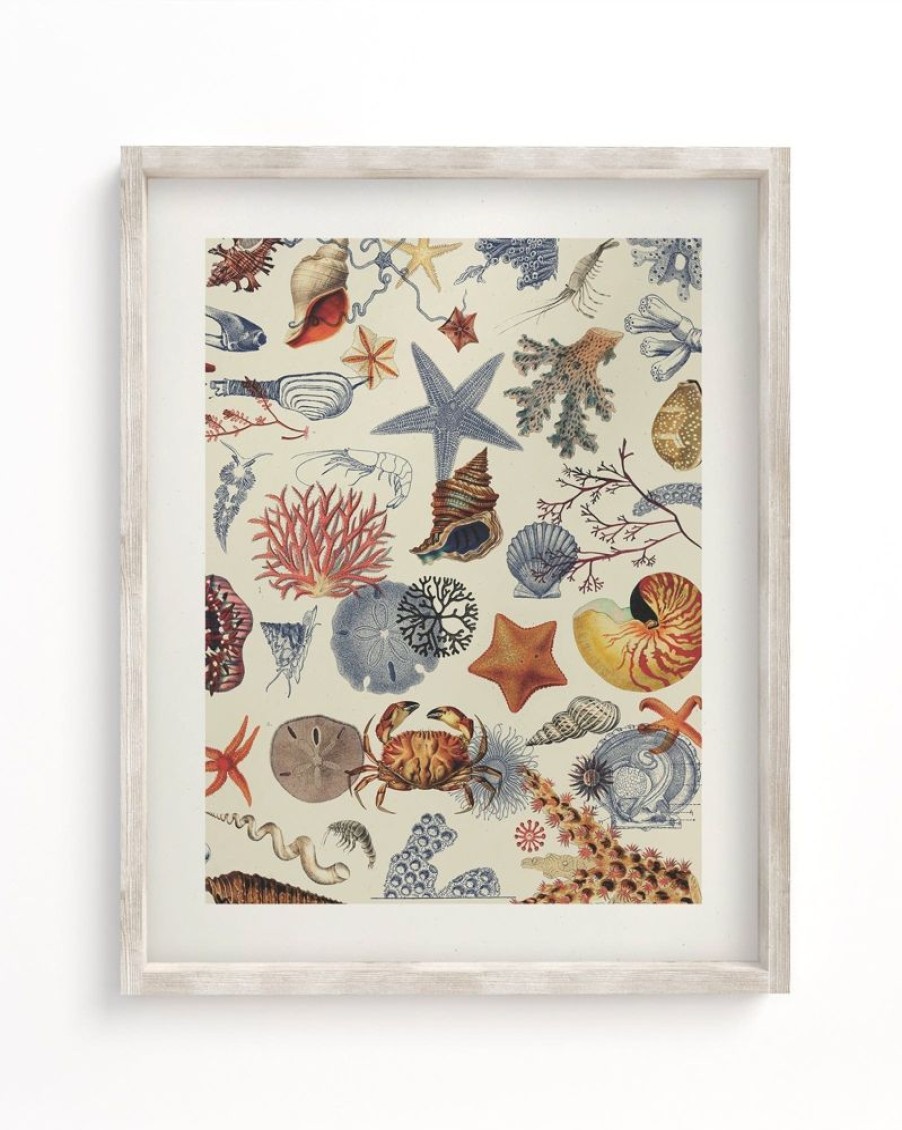 Wall Art Cognitive Surplus | Shallow Seas Scientific Illustration Museum Print