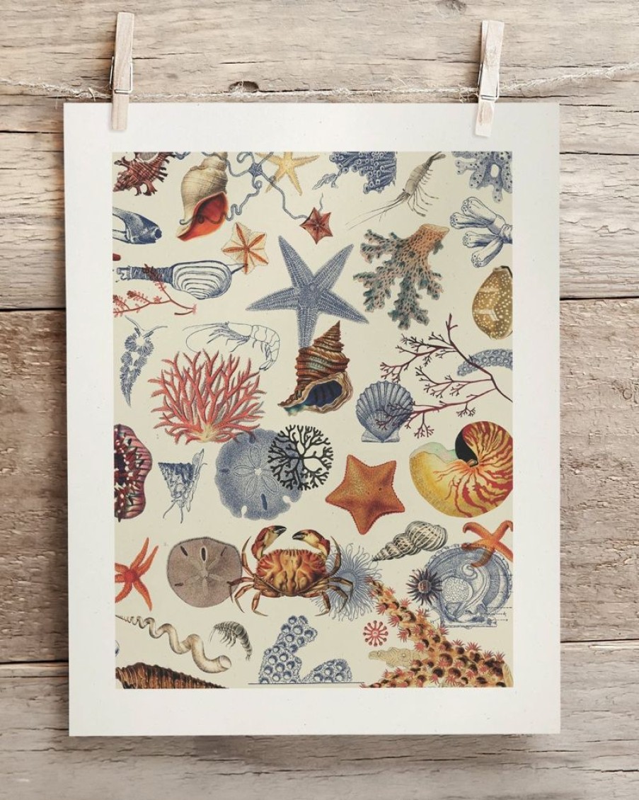 Wall Art Cognitive Surplus | Shallow Seas Scientific Illustration Museum Print