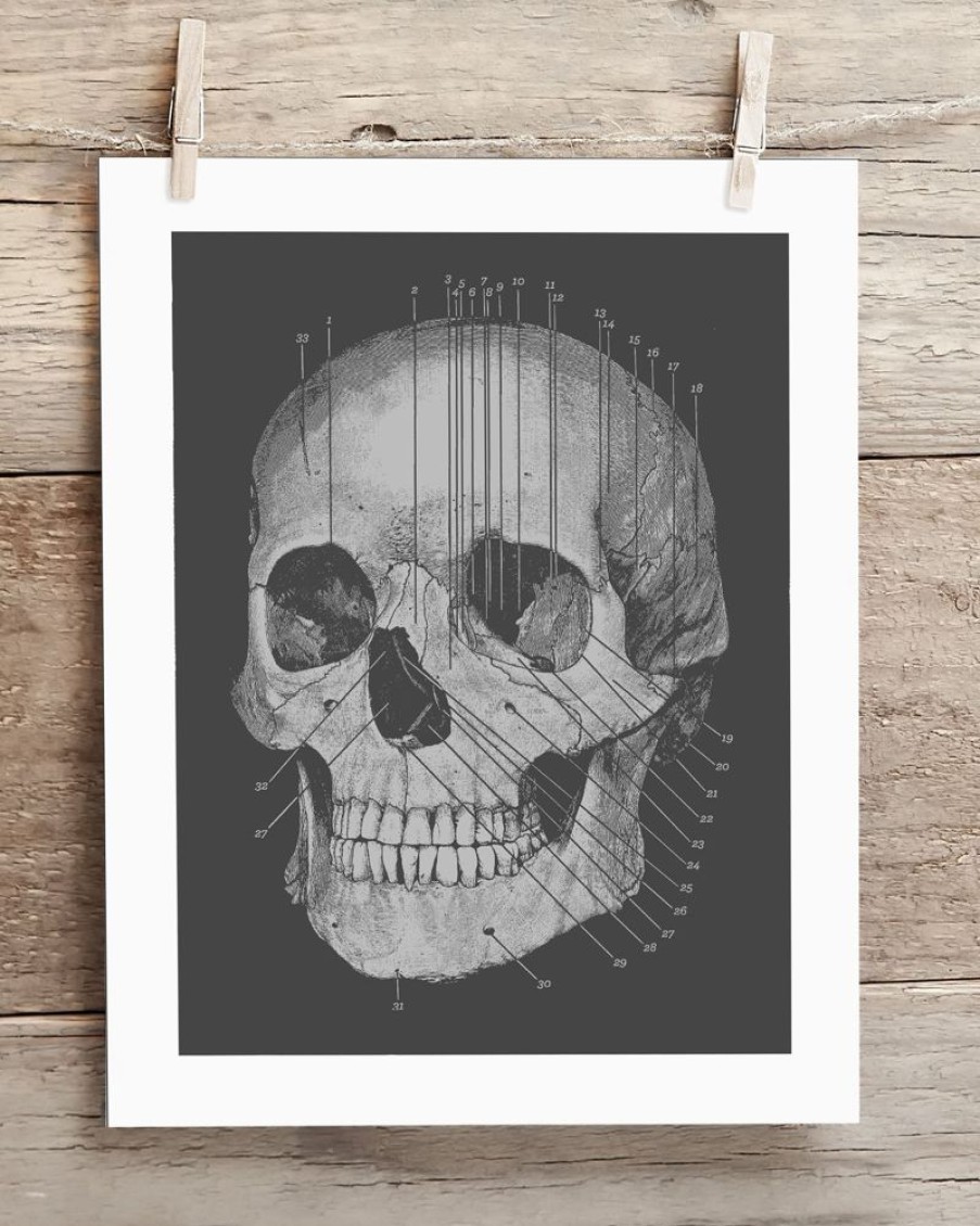 Wall Art Cognitive Surplus | Anatomy Medical Illustration Art Print | Cognitive Surplus