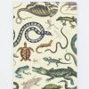 Notebooks Cognitive Surplus | Serpents: Reptiles & Amphibians Softcover Notebook - Dot Grid