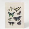 Stationery Cognitive Surplus | Butterfly Card - Insect Print Stationery | Cognitive Surplus