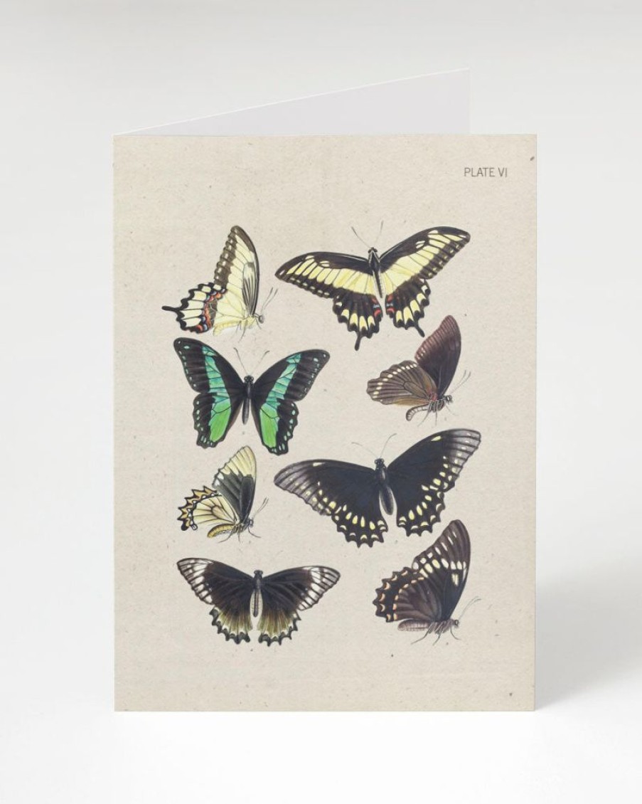 Stationery Cognitive Surplus | Butterfly Card - Insect Print Stationery | Cognitive Surplus