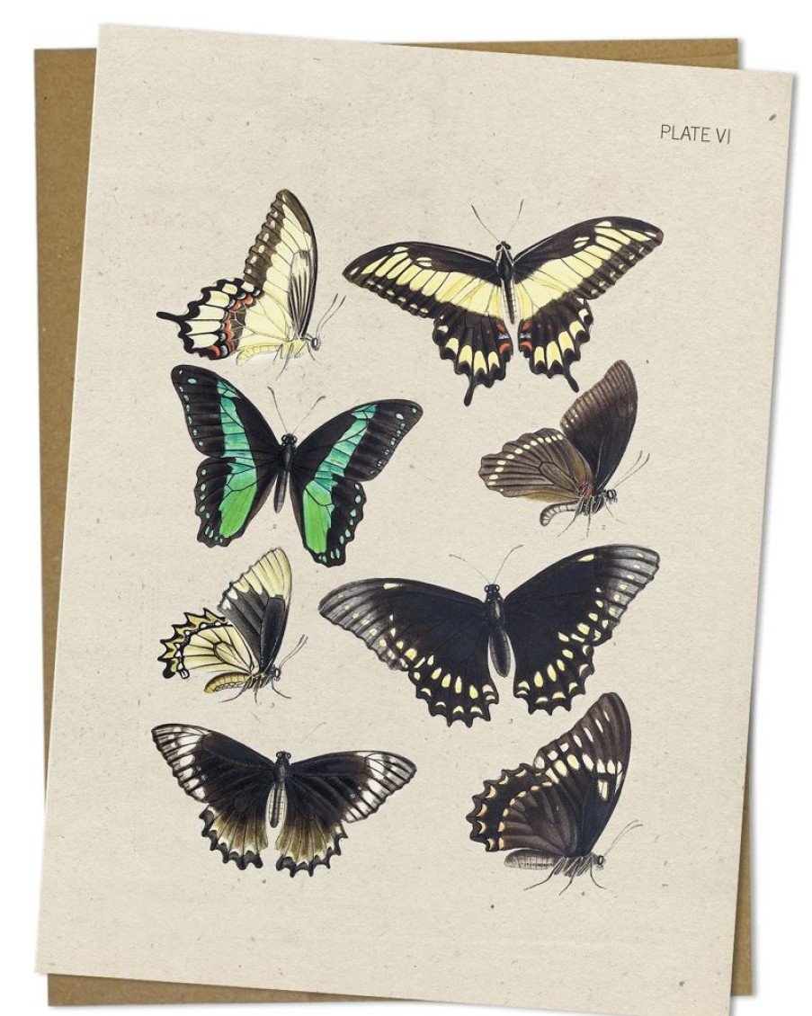 Stationery Cognitive Surplus | Butterfly Card - Insect Print Stationery | Cognitive Surplus