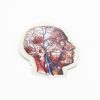 Stationery Cognitive Surplus | Vascular Head Anatomy Sticker