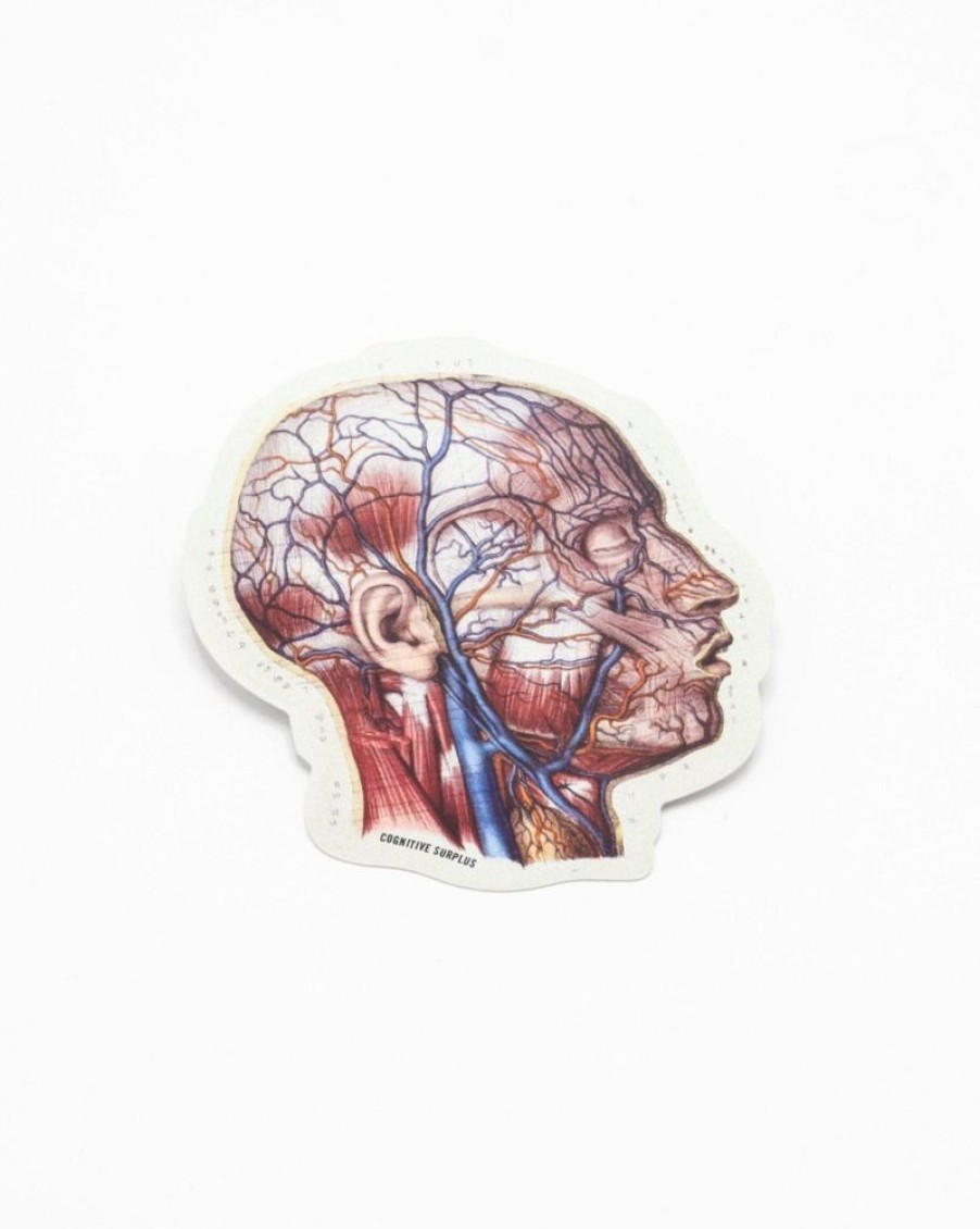 Stationery Cognitive Surplus | Vascular Head Anatomy Sticker