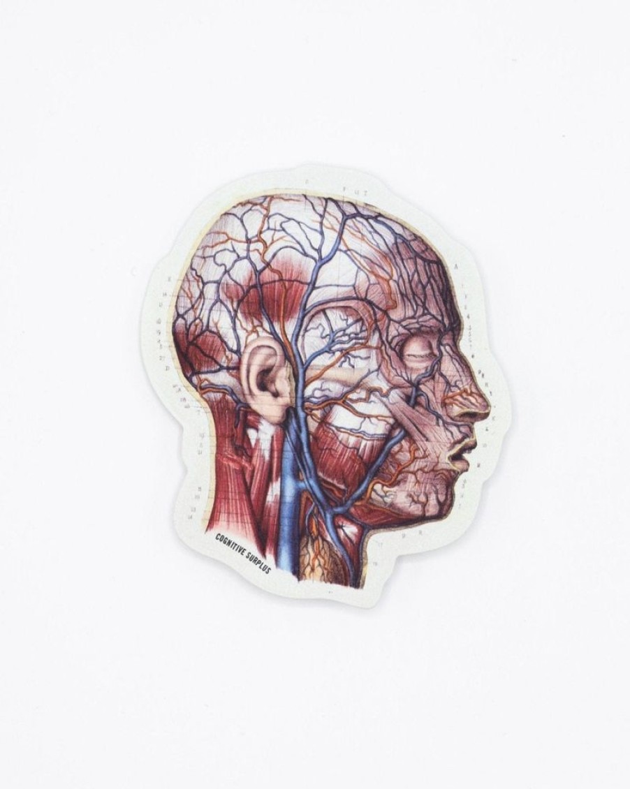 Stationery Cognitive Surplus | Vascular Head Anatomy Sticker