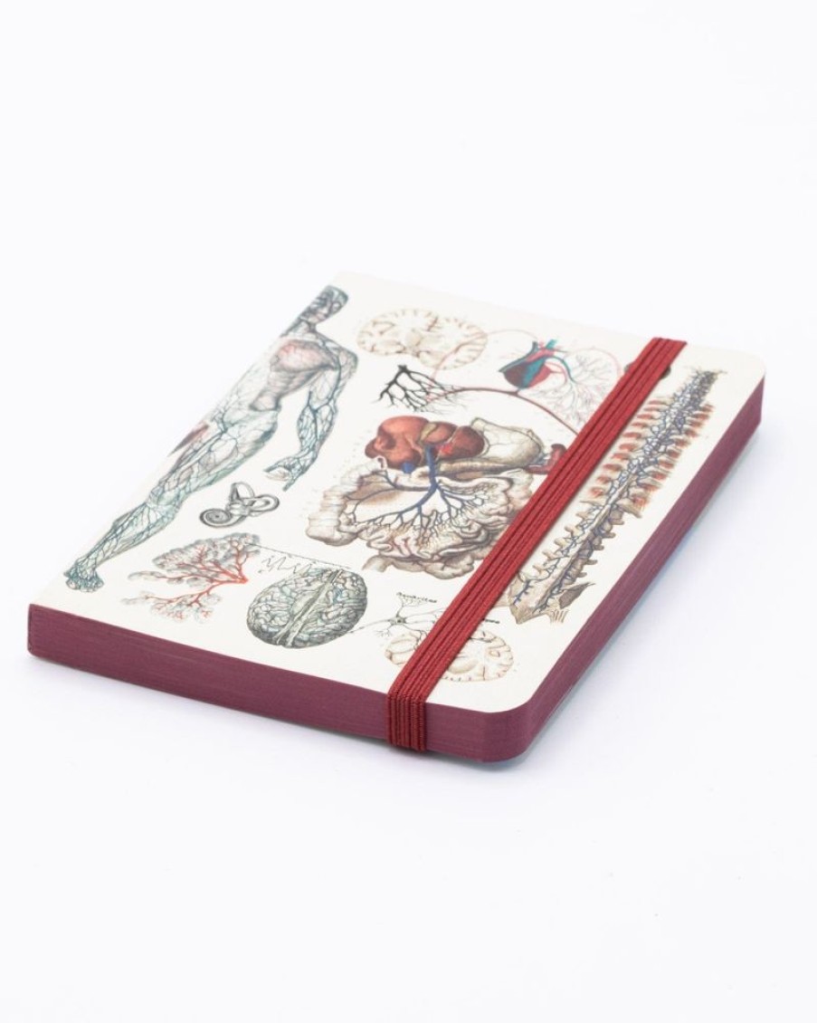 Notebooks Cognitive Surplus | Anatomy & Physiology Observation Softcover