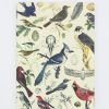 Notebooks Cognitive Surplus | Birds Of Prey Notebook - Softcover| Ecology