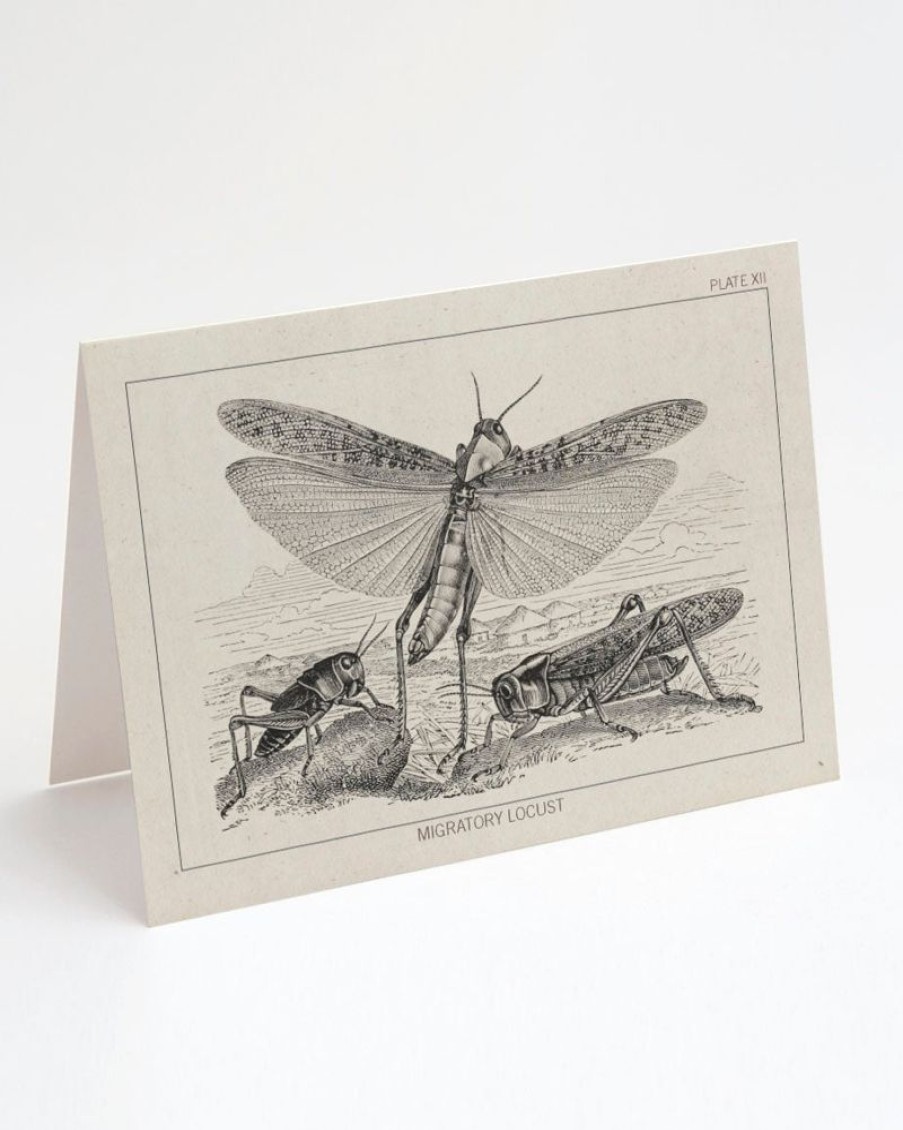 Stationery Cognitive Surplus | Locust Greeting Card - Entomology Stationery | Cognitive Surplus