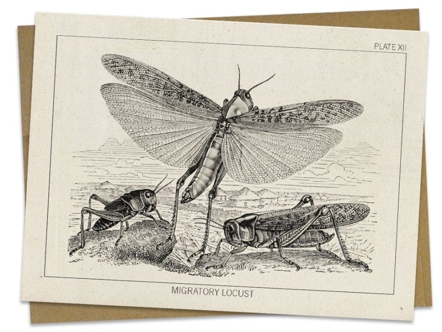 Stationery Cognitive Surplus | Locust Greeting Card - Entomology Stationery | Cognitive Surplus