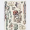 Notebooks Cognitive Surplus | Anatomy: Vascular Softcover Notebook - Lined