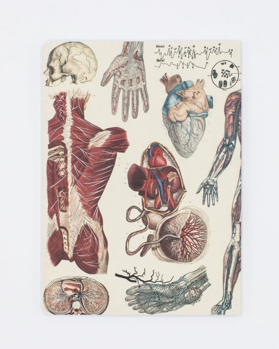 Notebooks Cognitive Surplus | Anatomy: Vascular Softcover Notebook - Lined