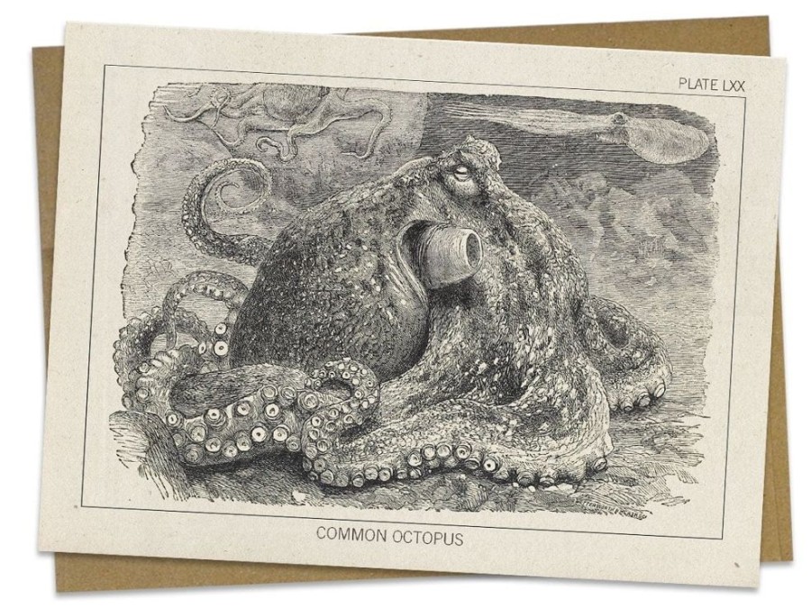 Stationery Cognitive Surplus | Octopus Greeting Card - Marine Biology Stationery | Cognitive Surplus