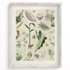 Wall Art Cognitive Surplus | Medicinal Botany Scientific Illustration Museum Print