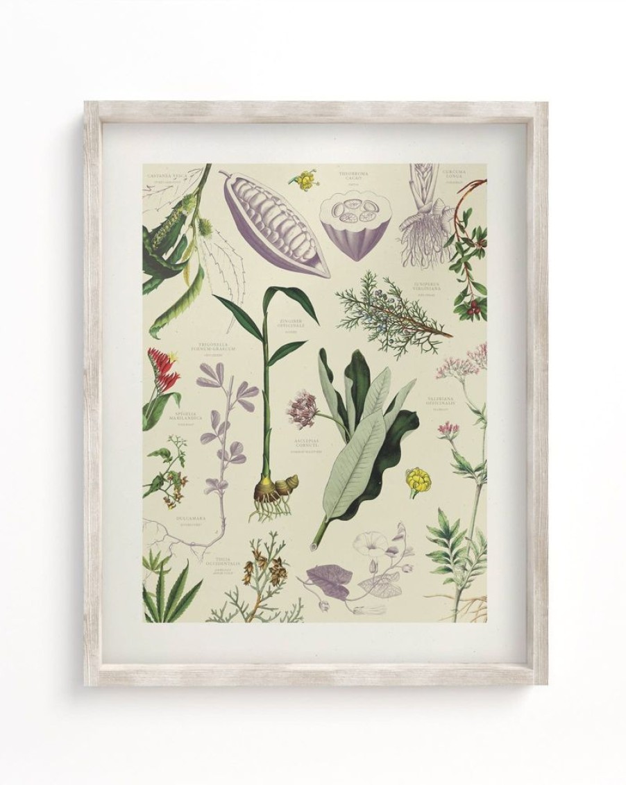 Wall Art Cognitive Surplus | Medicinal Botany Scientific Illustration Museum Print