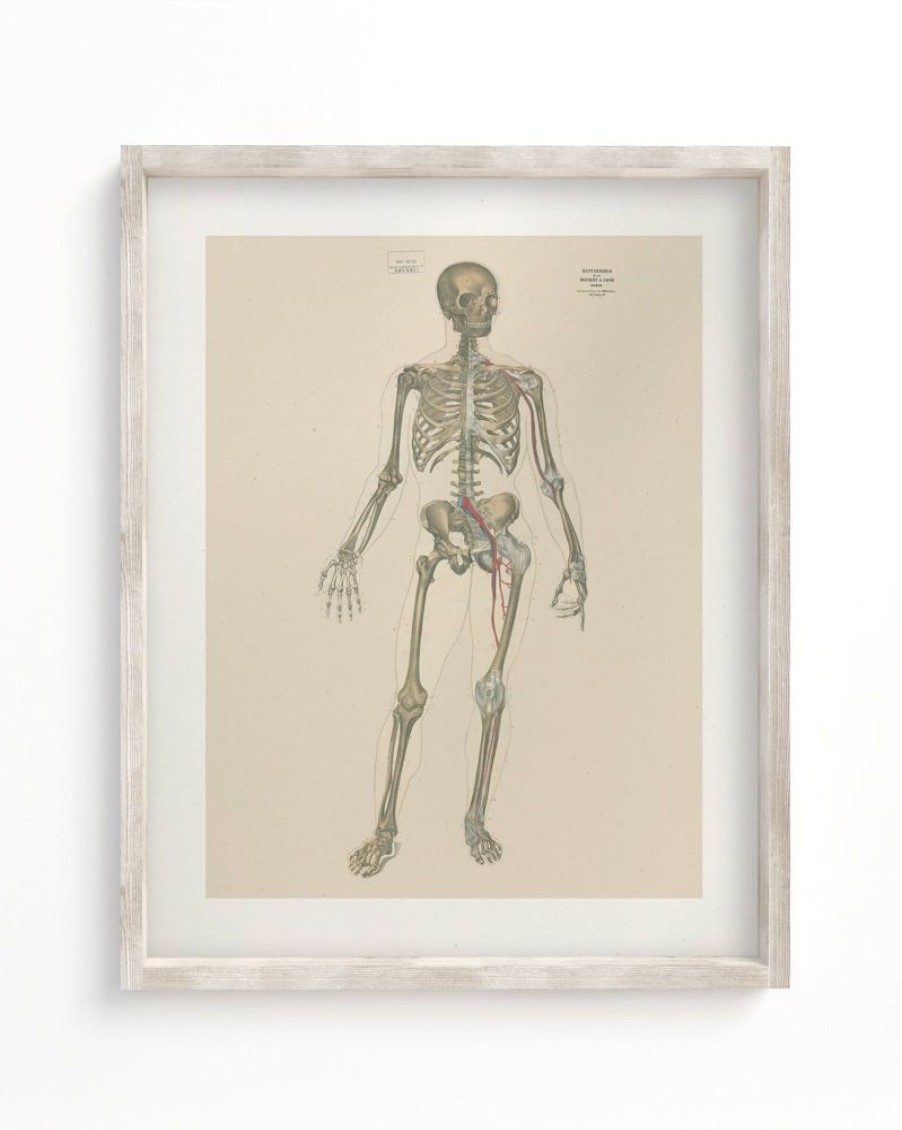 Wall Art Cognitive Surplus | Skeleton Anatomy Scientific Illustration Museum Print