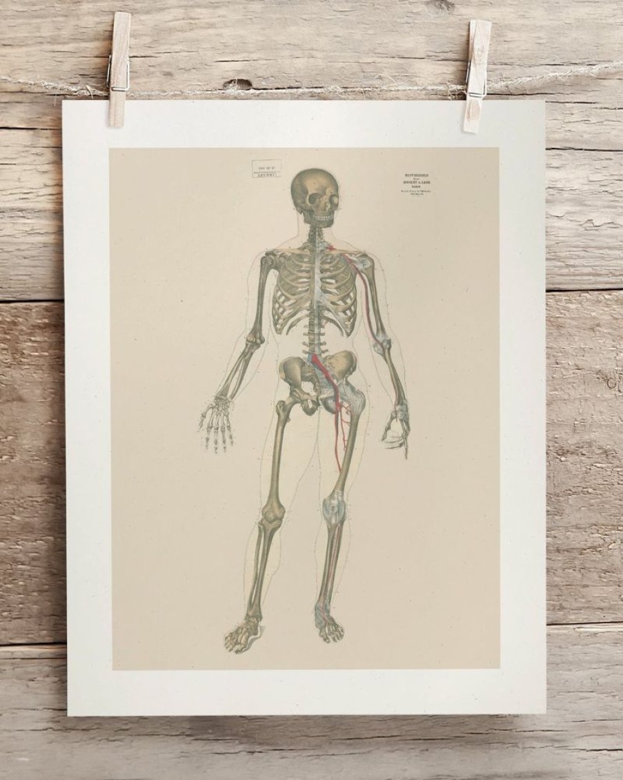 Wall Art Cognitive Surplus | Skeleton Anatomy Scientific Illustration Museum Print