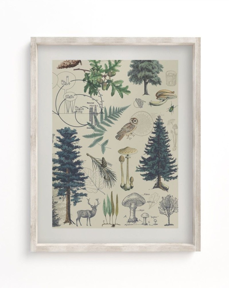 Wall Art Cognitive Surplus | Forest Plate 3 Museum Print | Botany Print