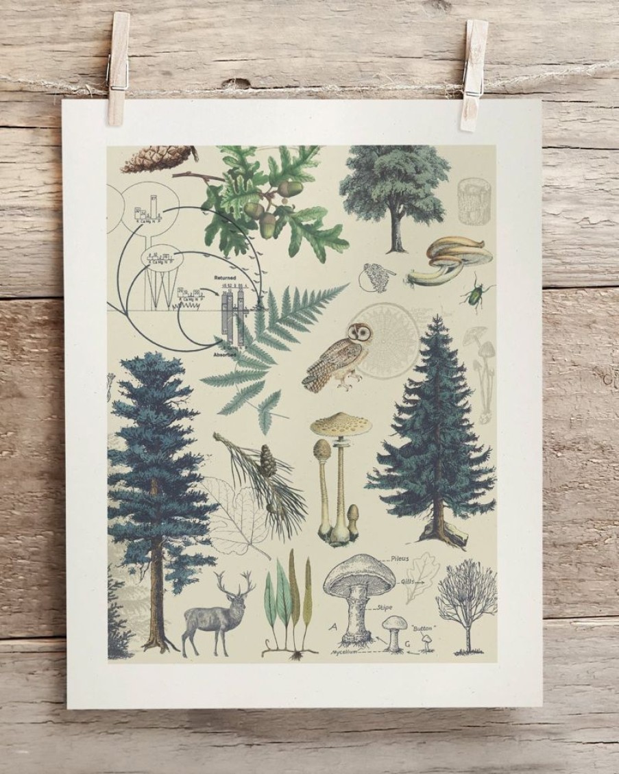 Wall Art Cognitive Surplus | Forest Plate 3 Museum Print | Botany Print