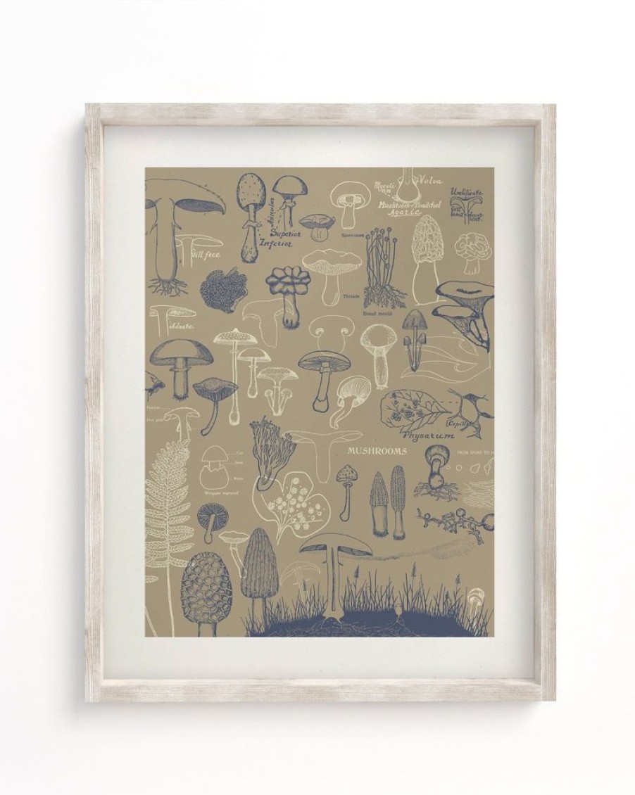 Wall Art Cognitive Surplus | Mushrooms Scientific Illustration Museum Print